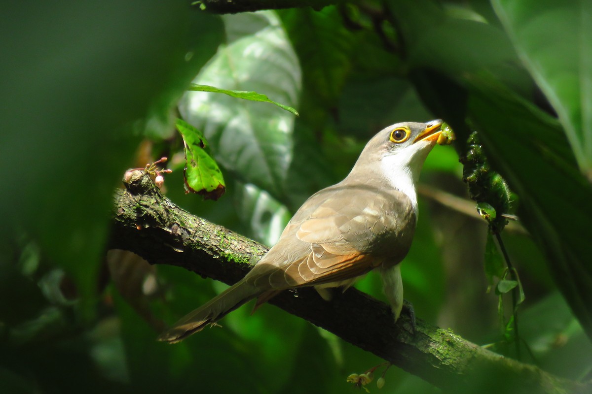 Yellow-billed Cuckoo - ML501478081