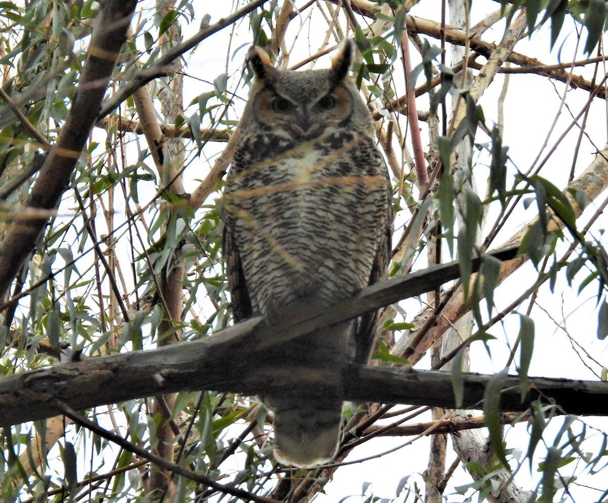 Great Horned Owl - ML501479341