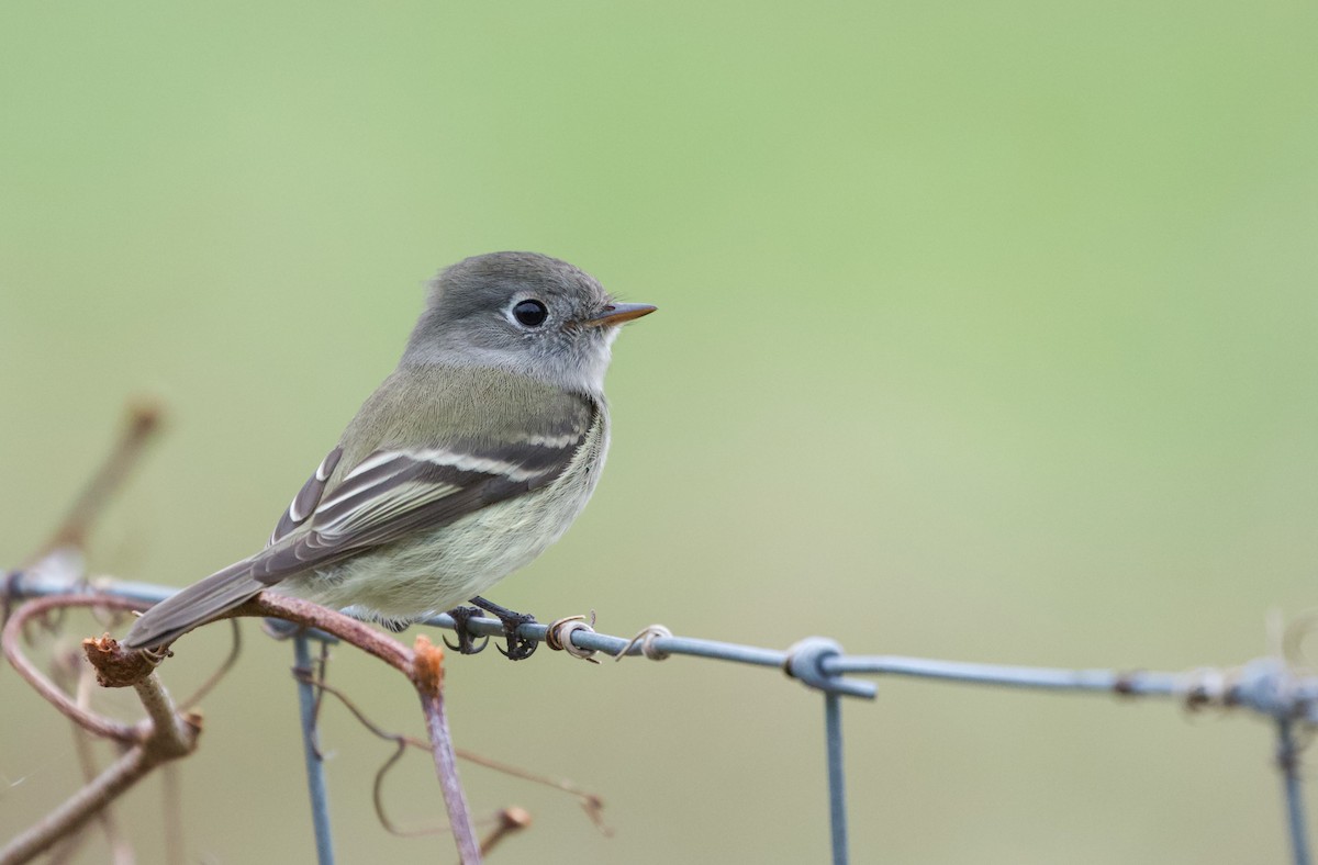 Hammond's Flycatcher - ML501481111