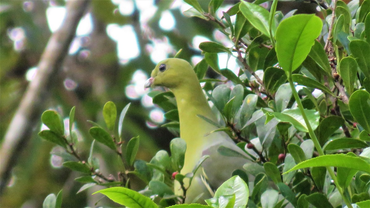 Мадагаскарский зелёный голубь - ML501481451