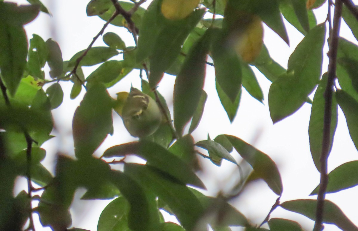 Yellow-browed Warbler - ML501481611