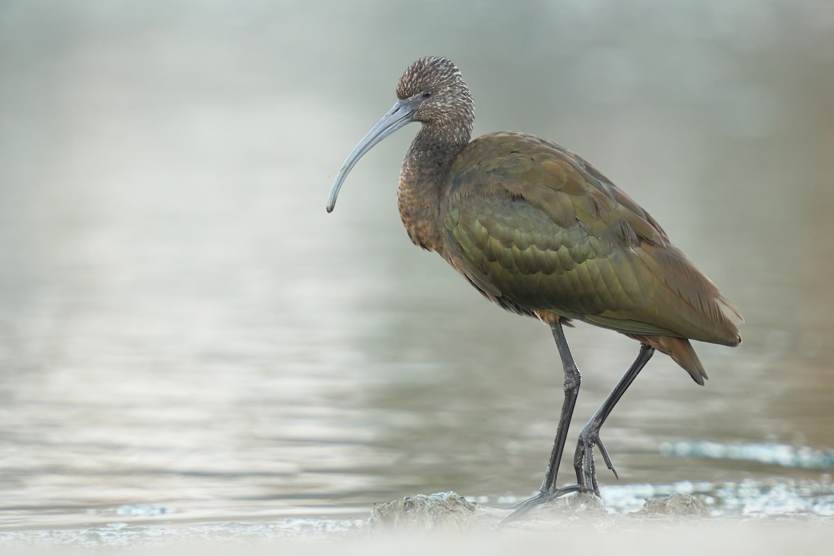 White-faced Ibis - ML501482301