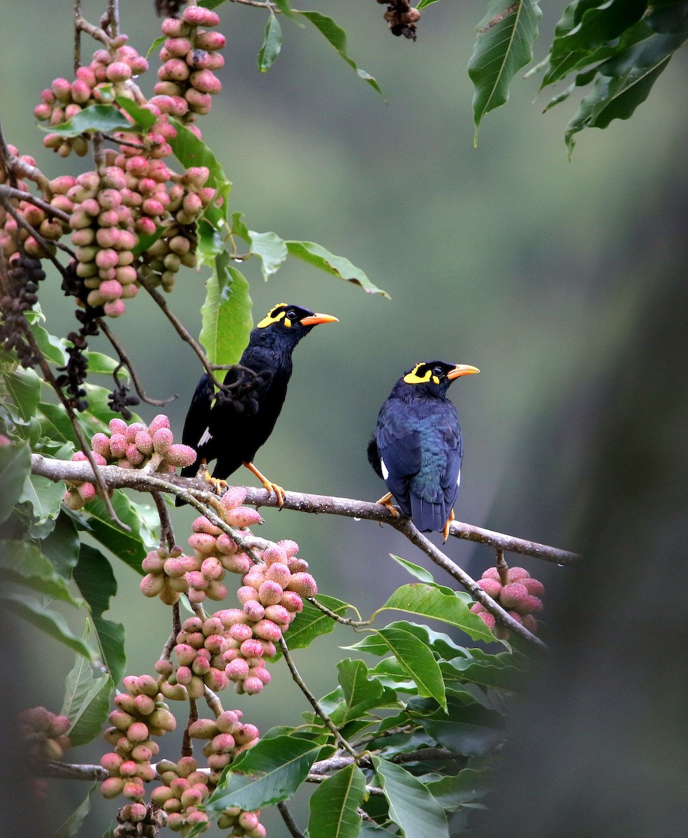 Southern Hill Myna - ML501482511