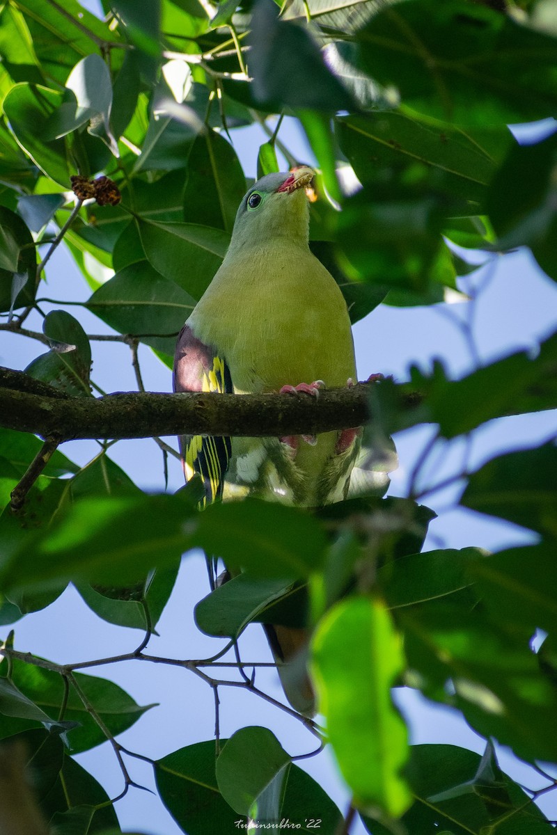 Thick-billed Green-Pigeon - Tuhin Subhro Gangopadhyay