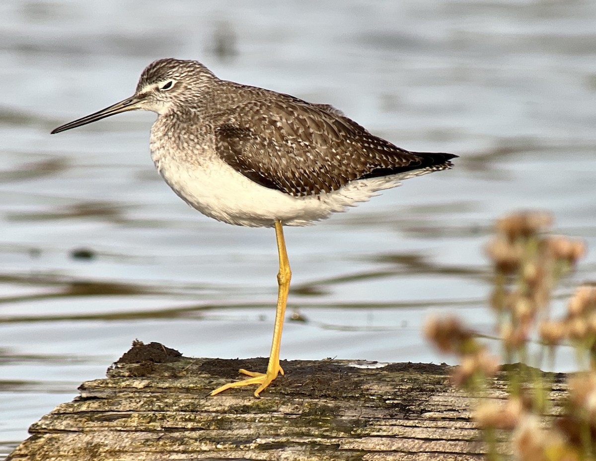 Greater Yellowlegs - ML501482901