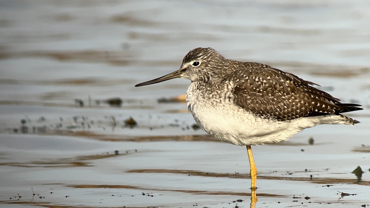 Greater Yellowlegs - ML501482911