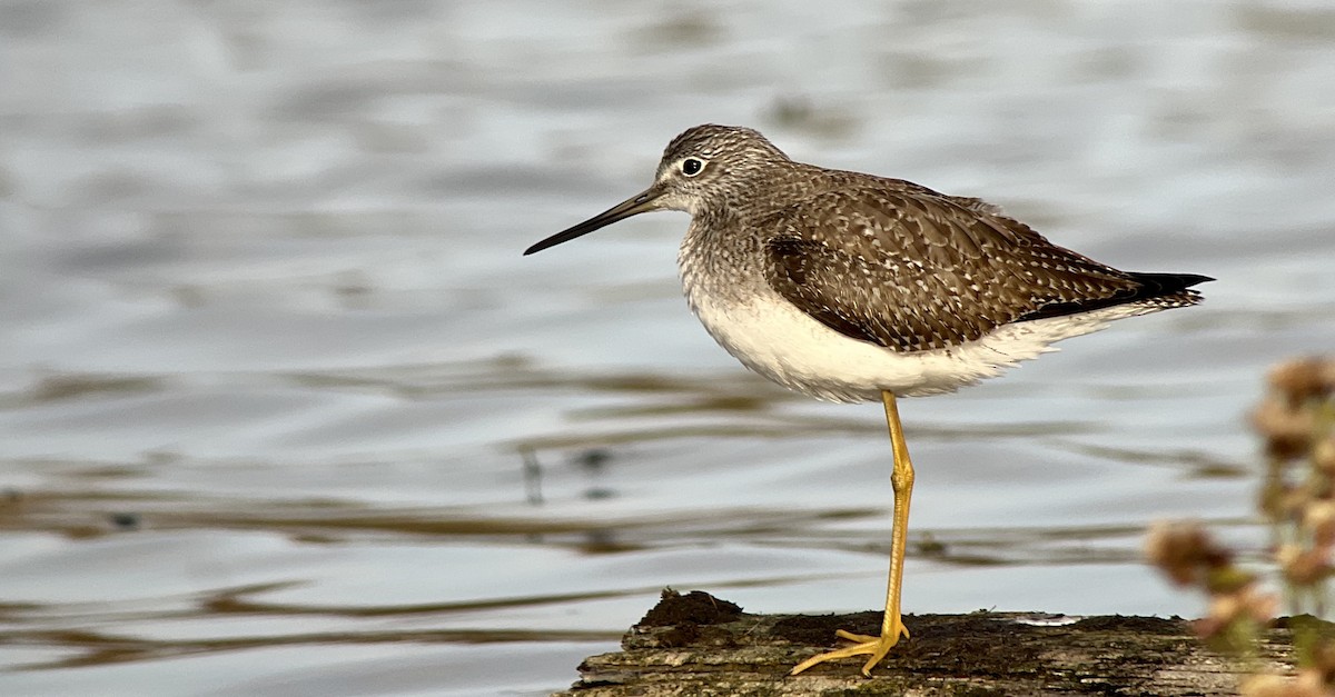 Greater Yellowlegs - Andrew Baksh