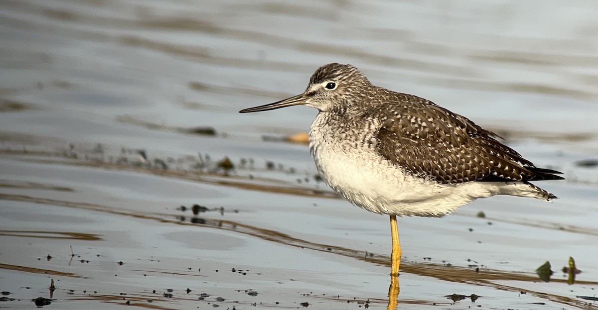 Greater Yellowlegs - ML501482941