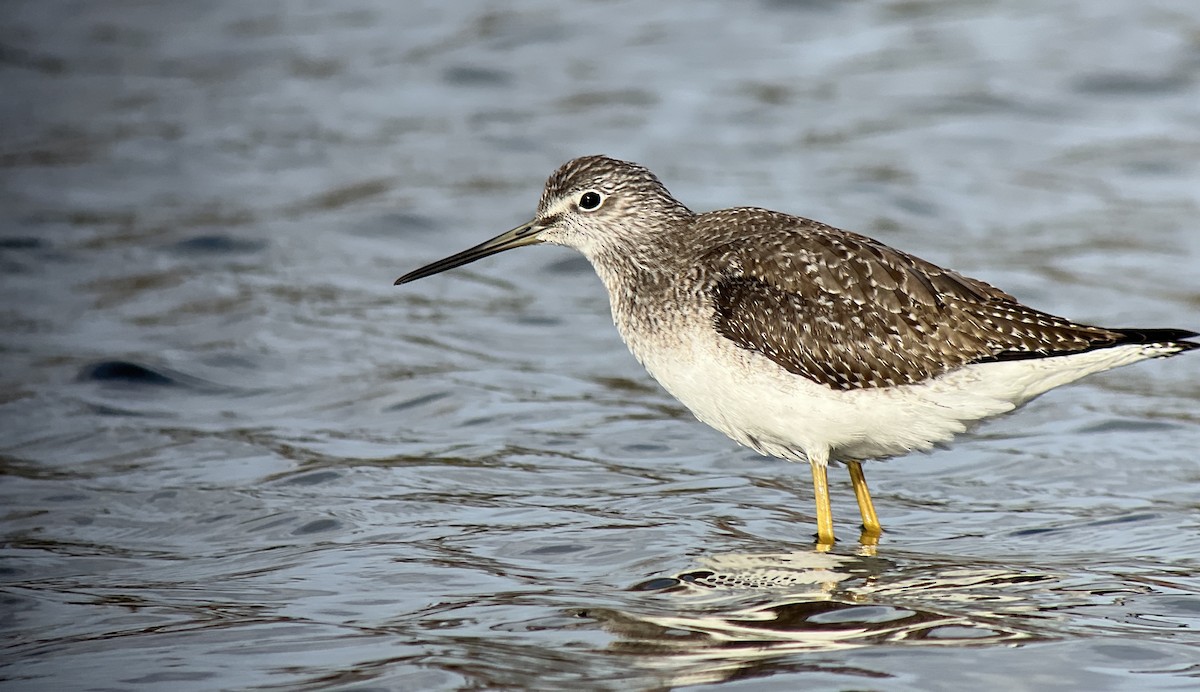 Greater Yellowlegs - ML501482951