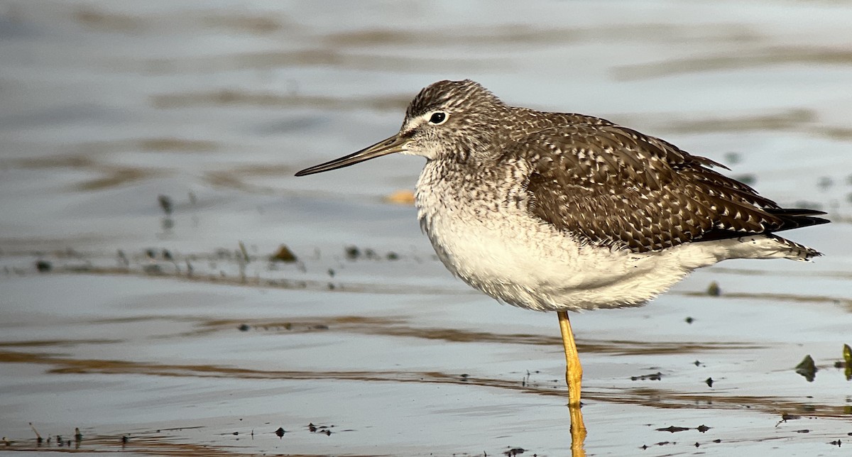 Greater Yellowlegs - ML501482961