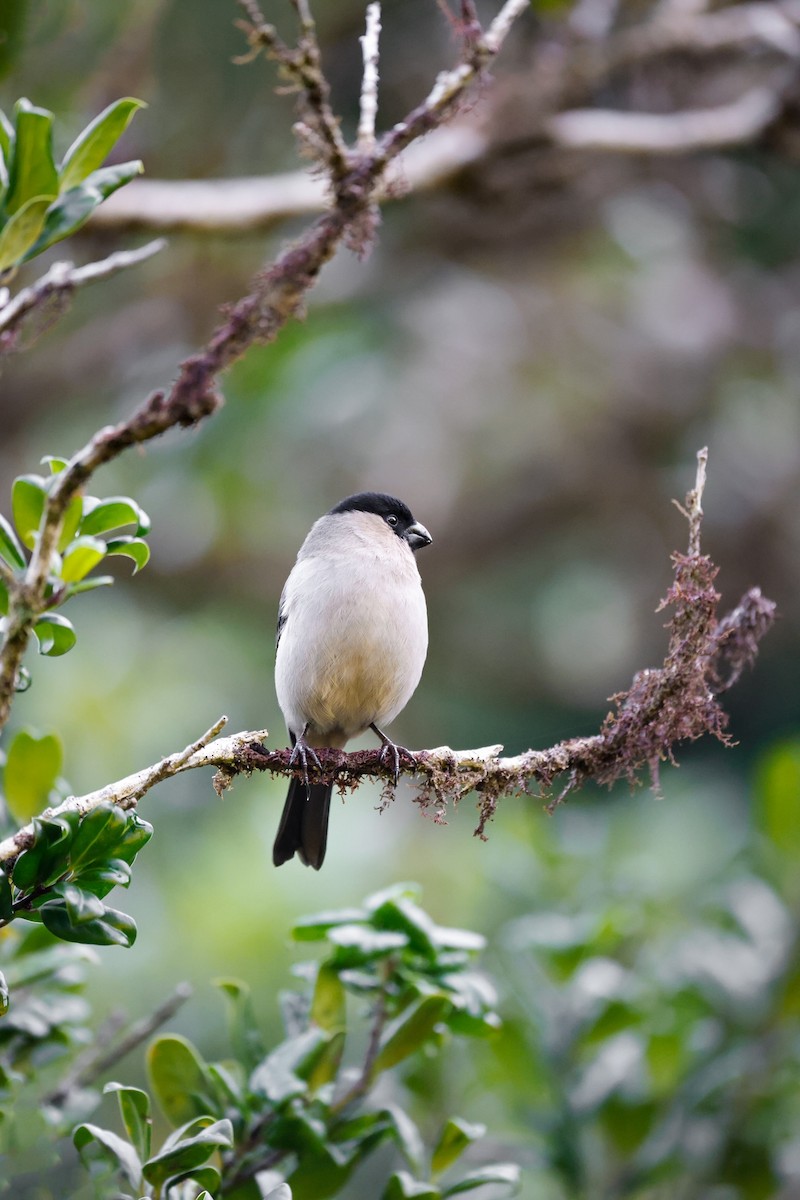 Azores Bullfinch - Nathan Rees