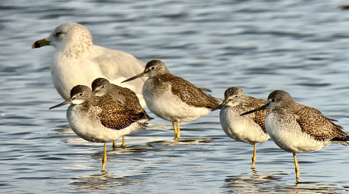 Greater Yellowlegs - ML501483501