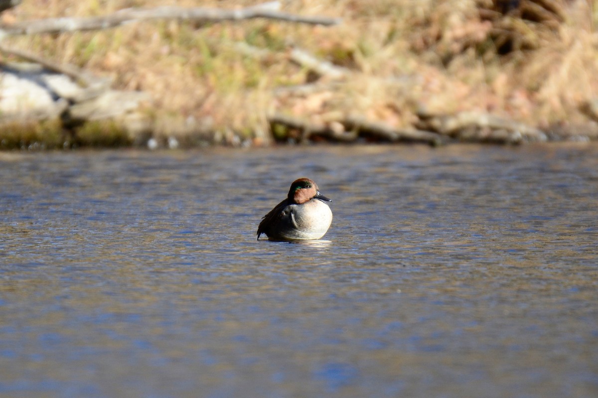 Green-winged Teal - ML501483531