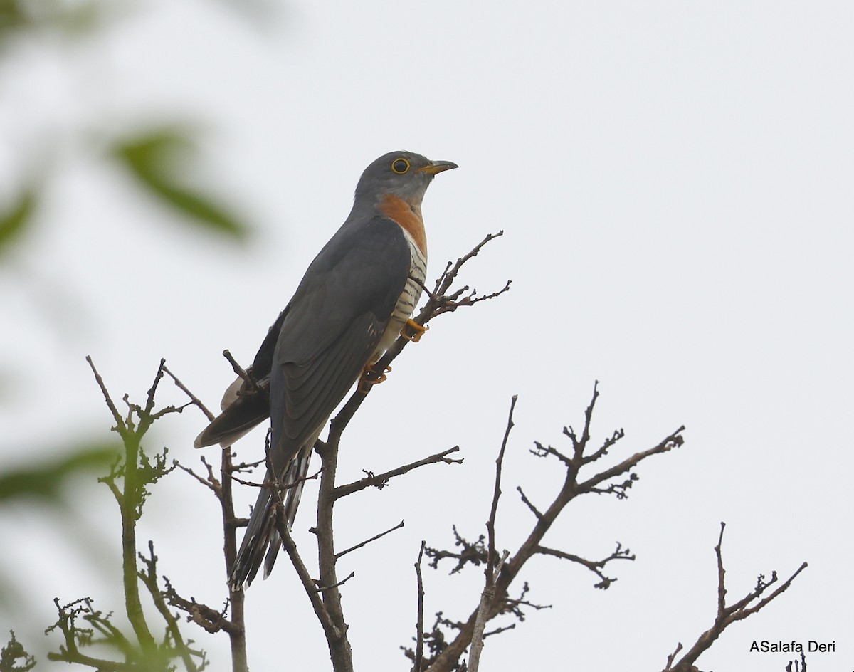 Red-chested Cuckoo - ML501484031