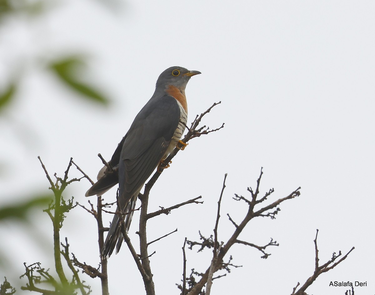 Cuco Solitario - ML501484031