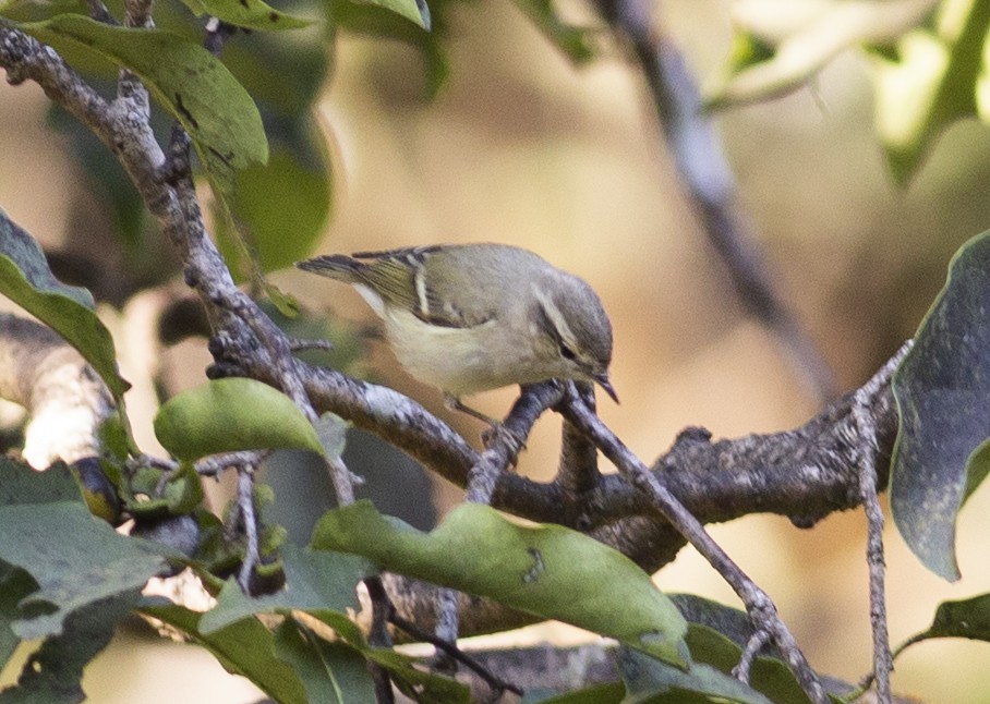 Mosquitero de Hume (humei) - ML501484591