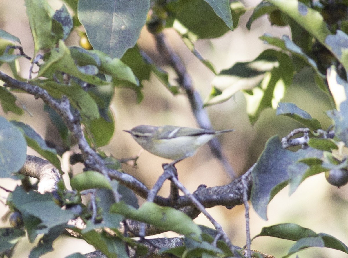 Mosquitero de Hume (humei) - ML501484601