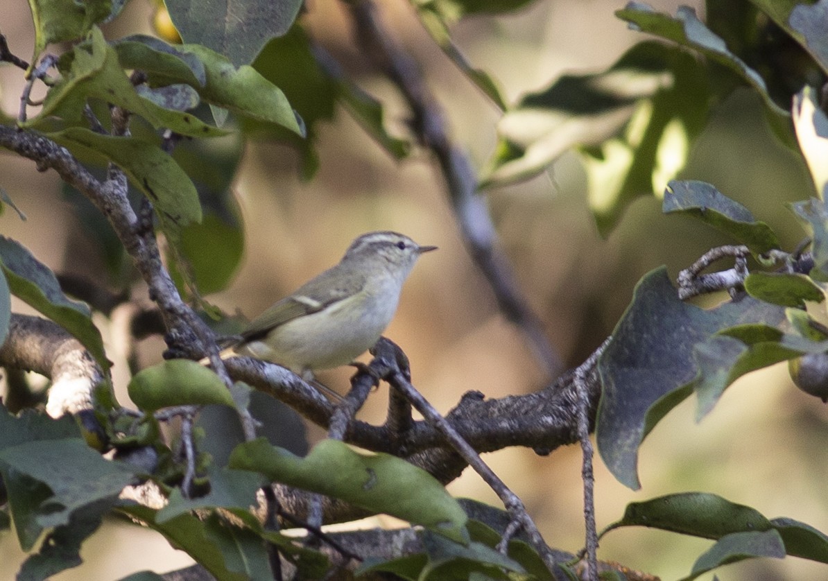 Mosquitero de Hume (humei) - ML501484621