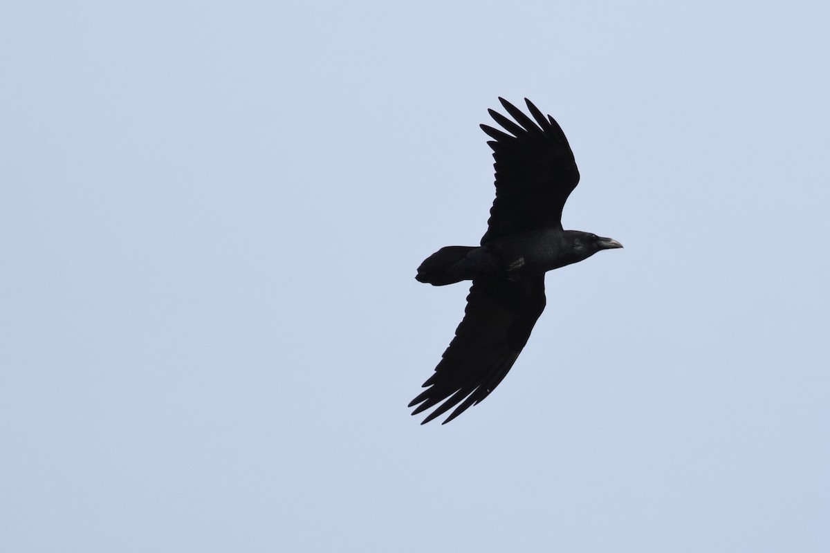 Common Raven - ML501486221