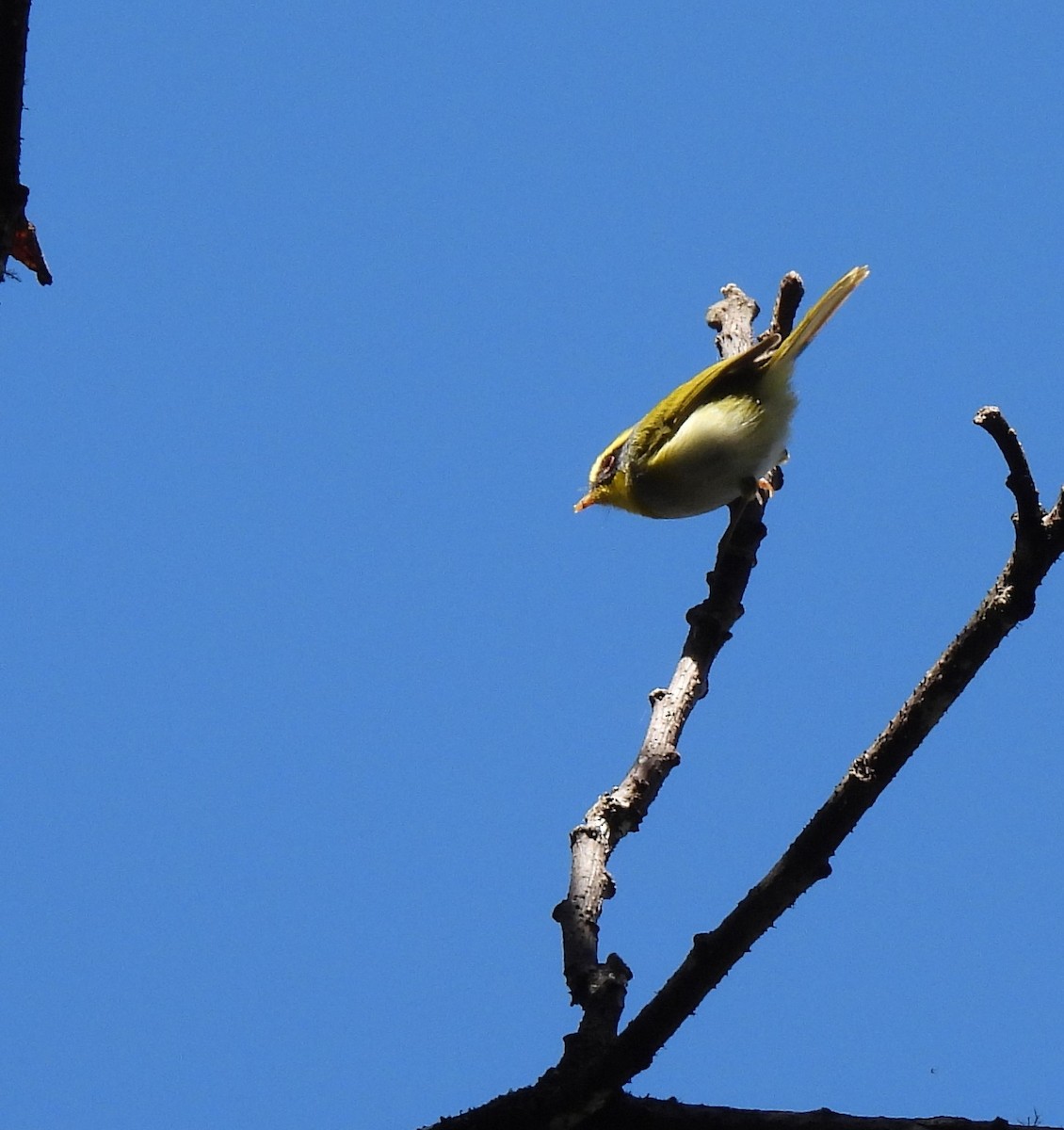 Black-faced Warbler - ML501491781