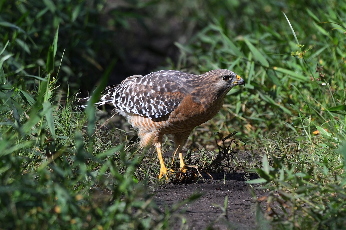 Red-shouldered Hawk - ML501492031