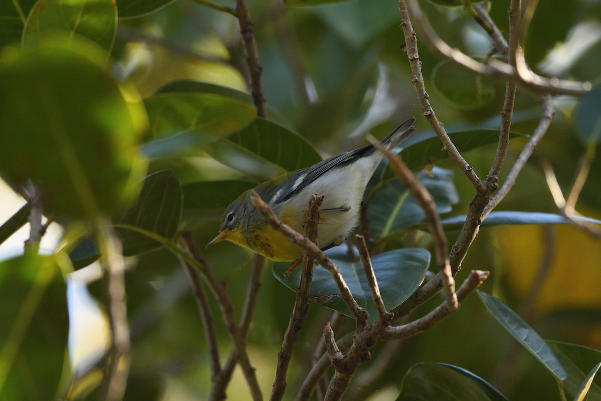 Northern Parula - ML501492131