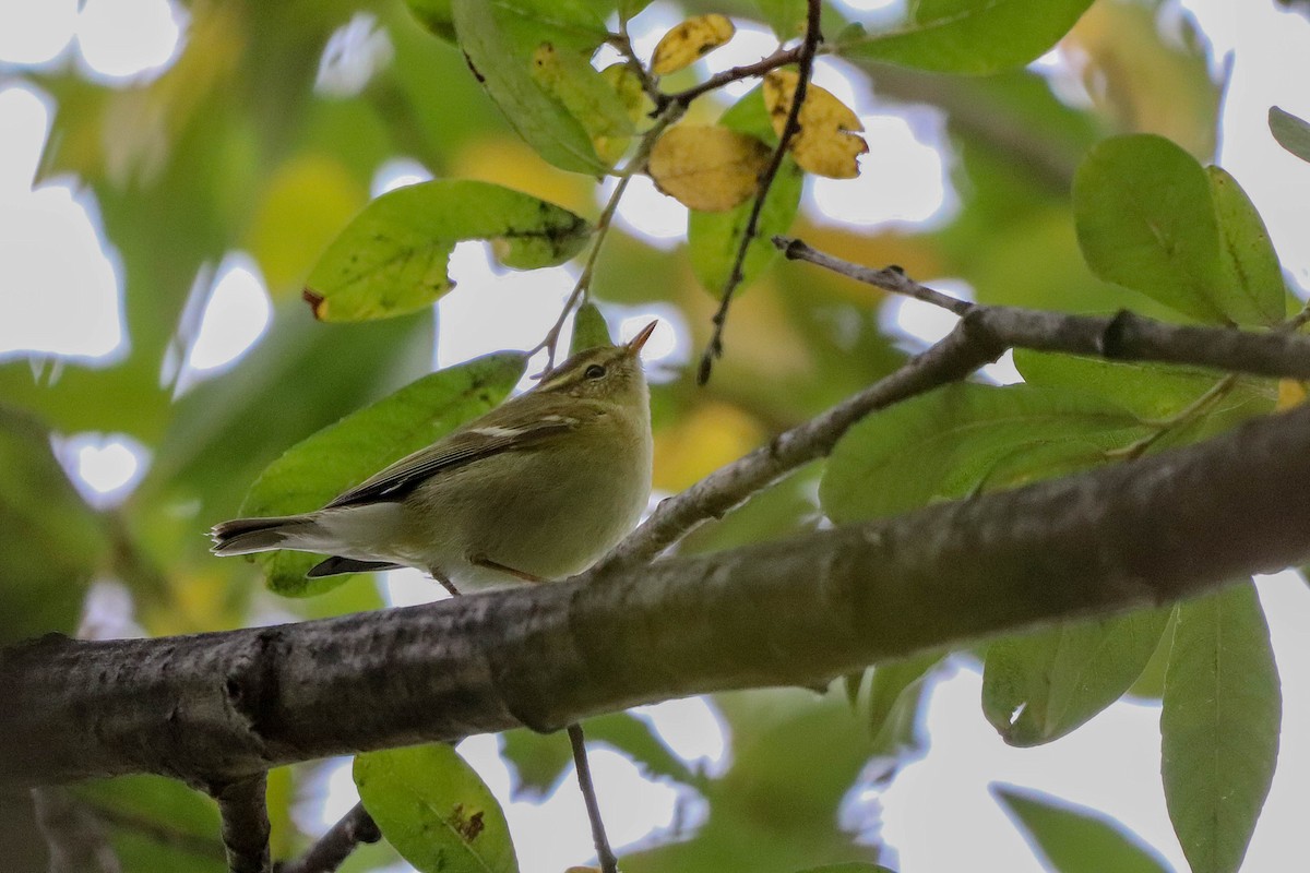 Yellow-browed Warbler - ML501492501