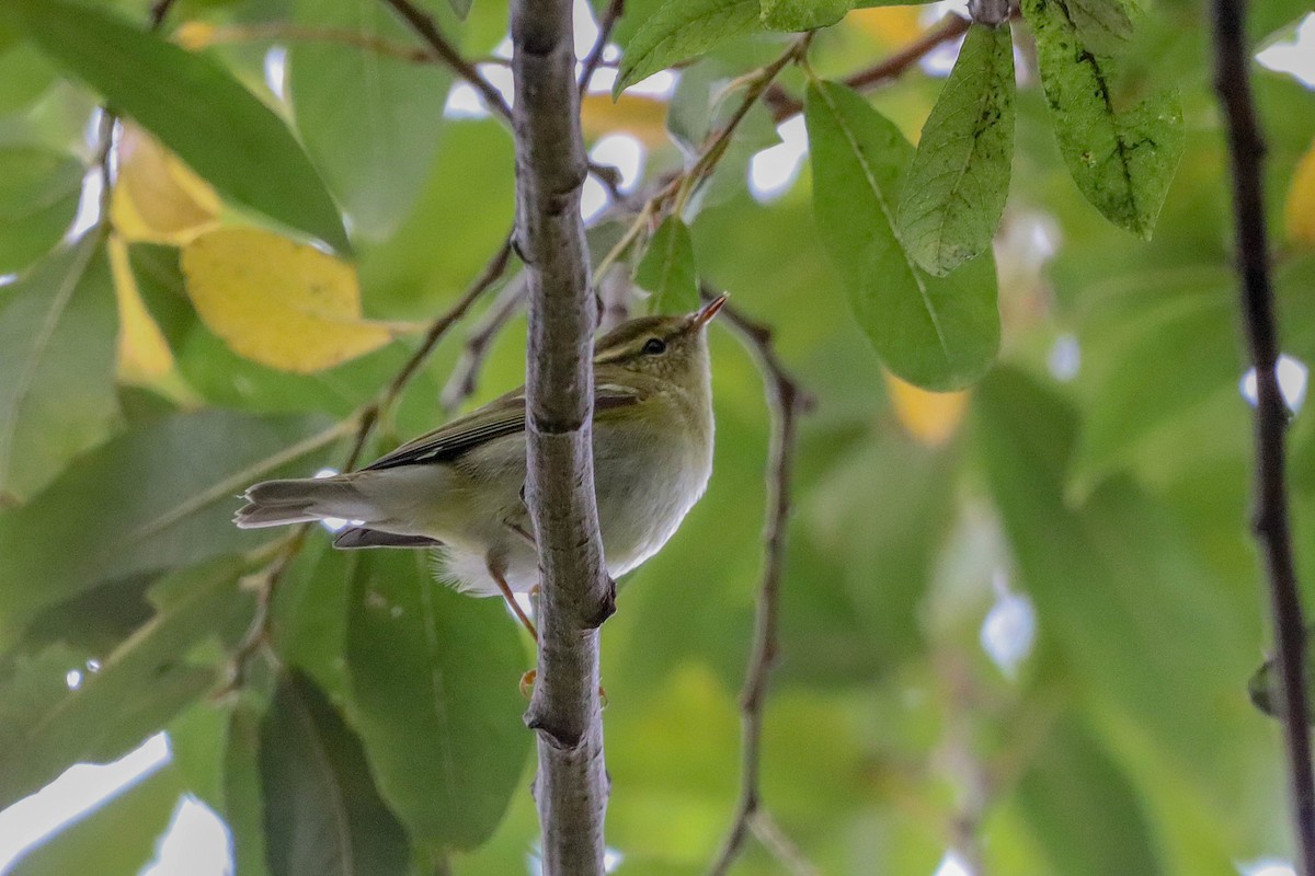 Yellow-browed Warbler - ML501492511