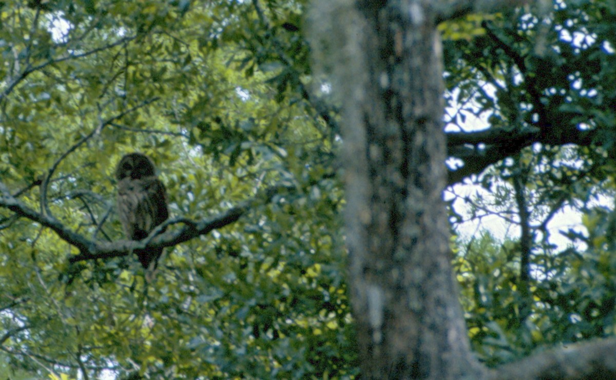 Barred Owl - ML501495591
