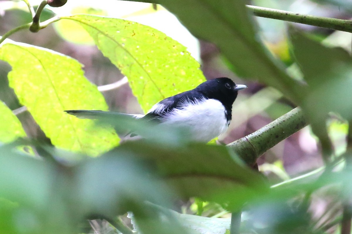 White-tipped Monarch - ML501495841