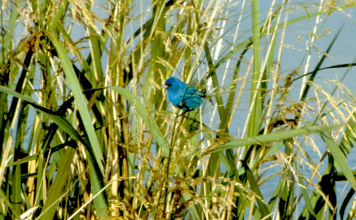 Indigo Bunting - ML501496831