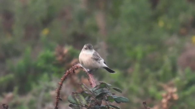 Siberian Stonechat - ML501498401