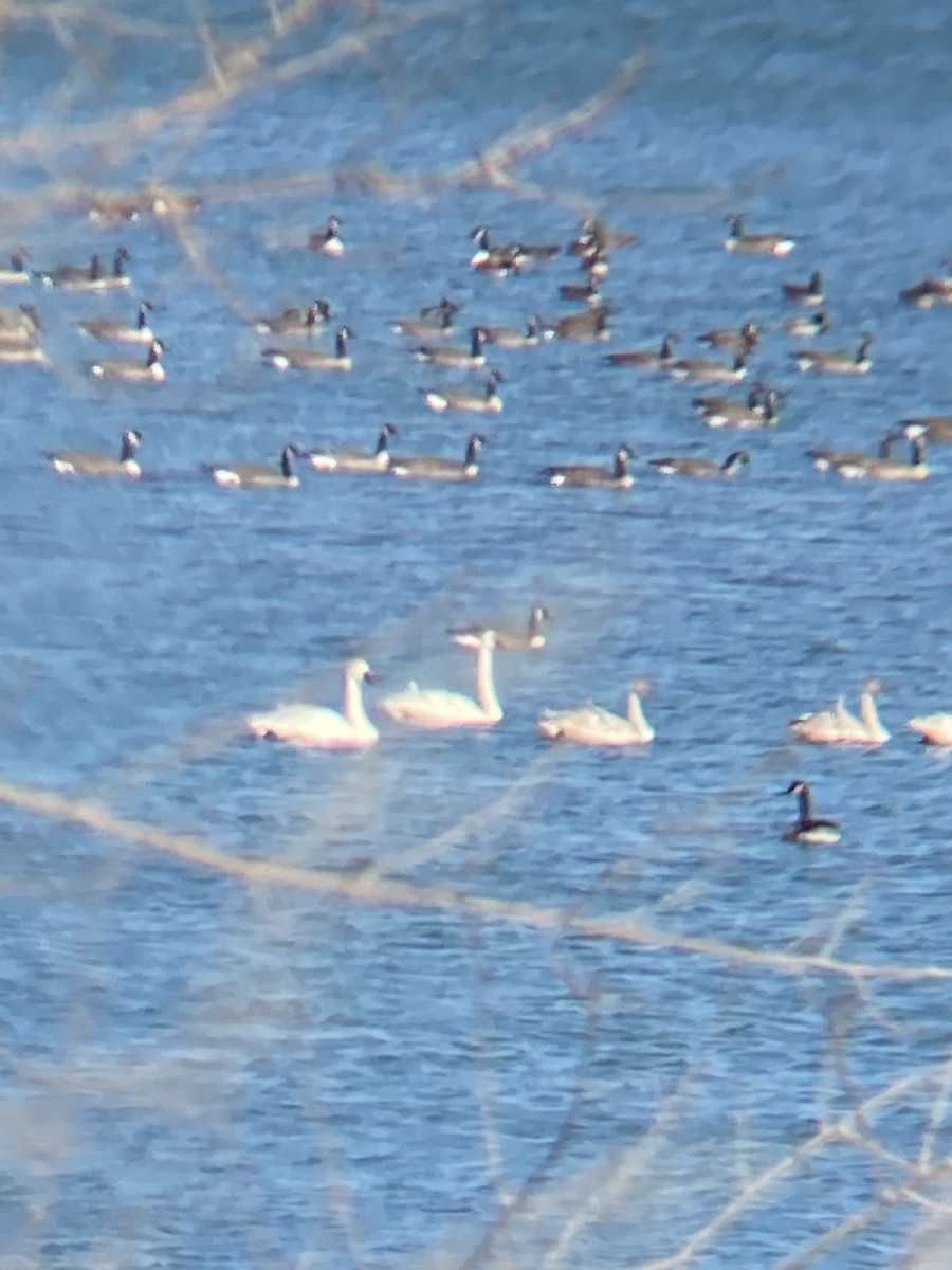 Tundra Swan - ML501499171