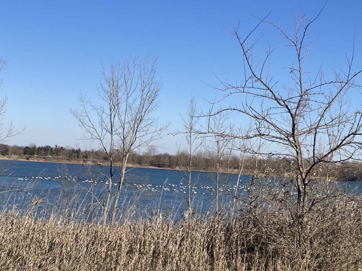Tundra Swan - ML501499181