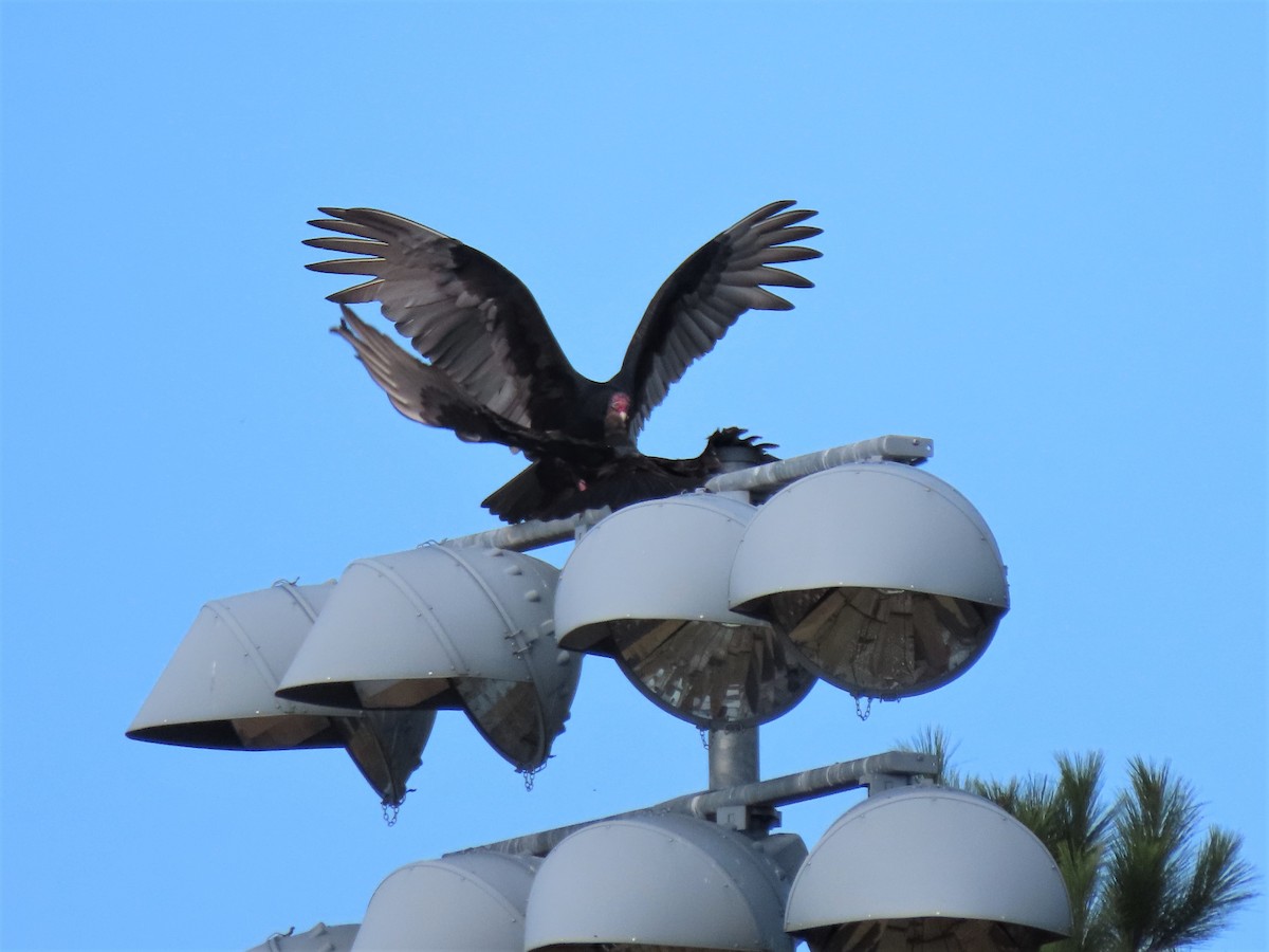 Turkey Vulture - ML501501351