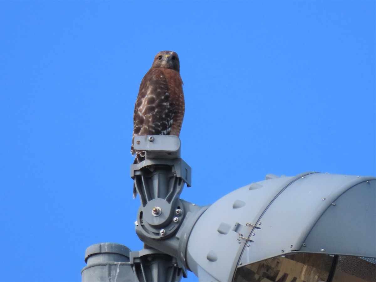 Red-shouldered Hawk - ML501501431