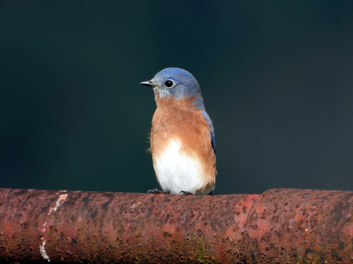 Eastern Bluebird - ML501502391