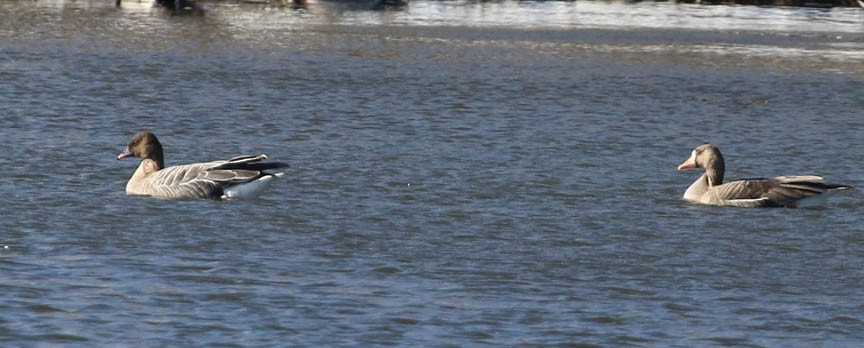 Greater White-fronted Goose - ML50150271