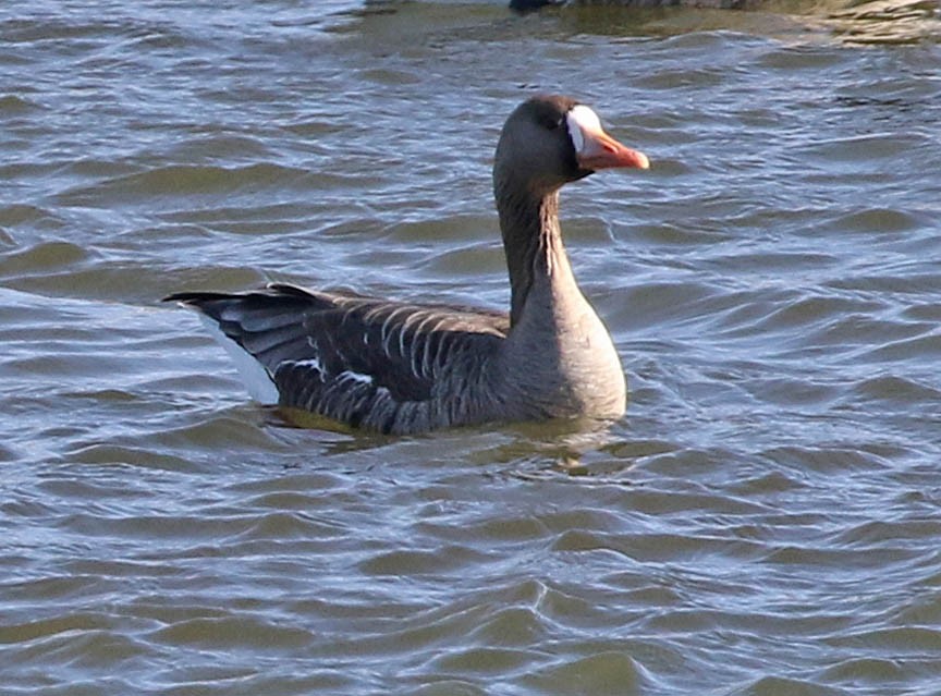 Greater White-fronted Goose - ML50150281