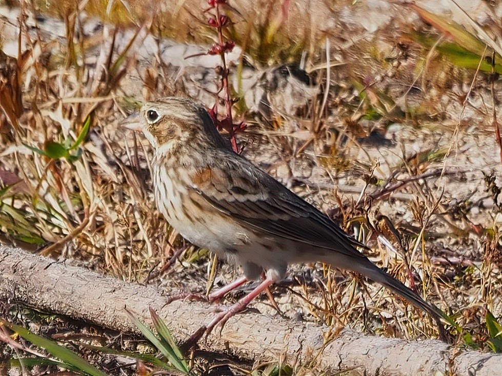 Vesper Sparrow - ML501503411