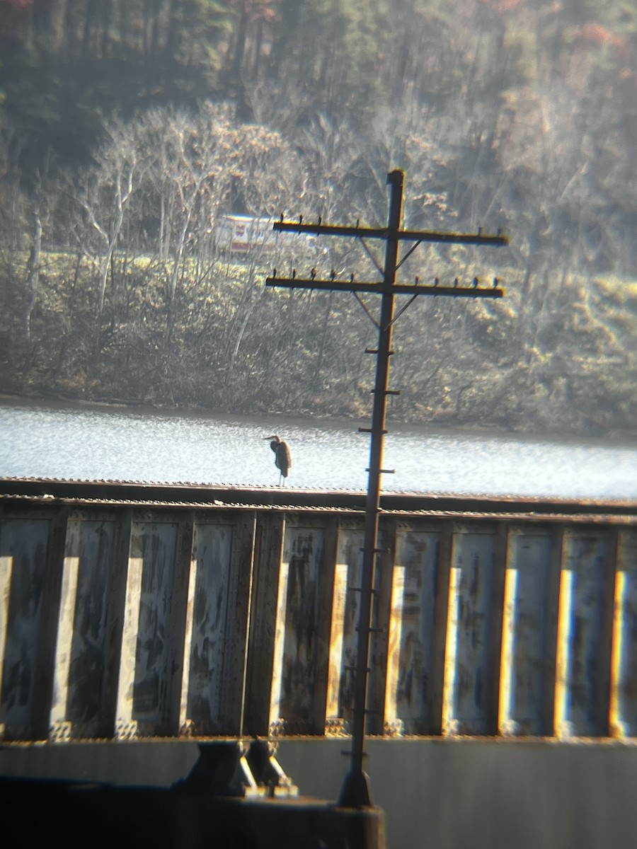 Great Blue Heron - ML501503881