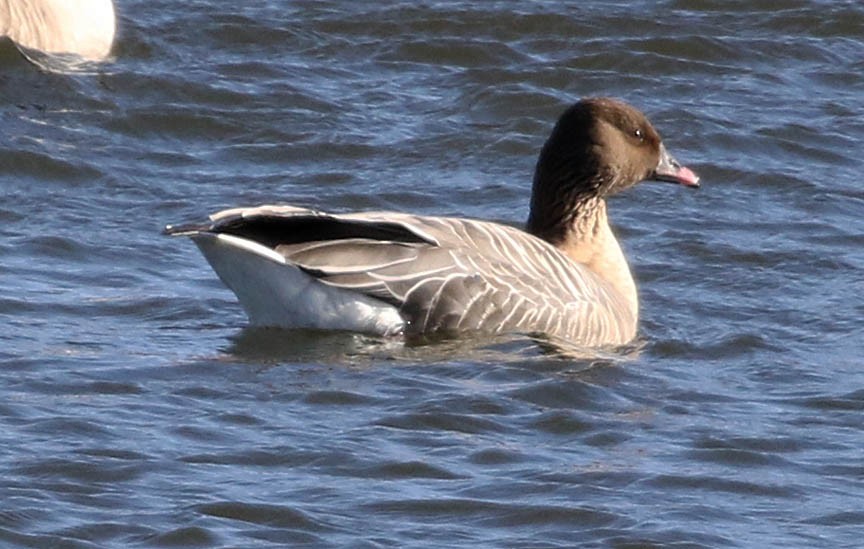 Pink-footed Goose - ML50150451