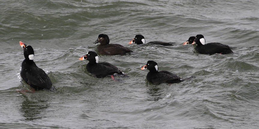 Surf Scoter - Mark Dennis