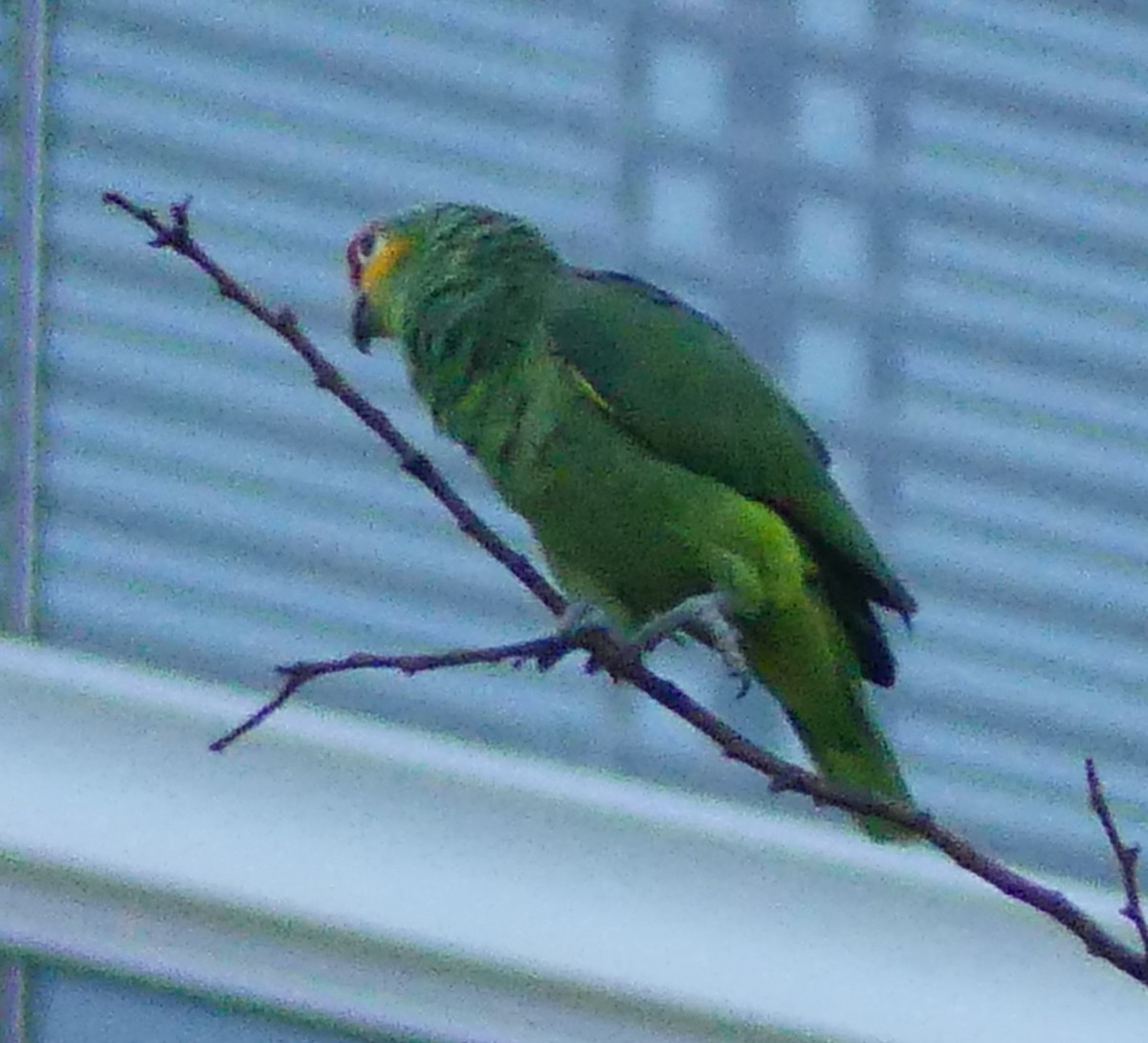 Red-lored Parrot - ML501506571