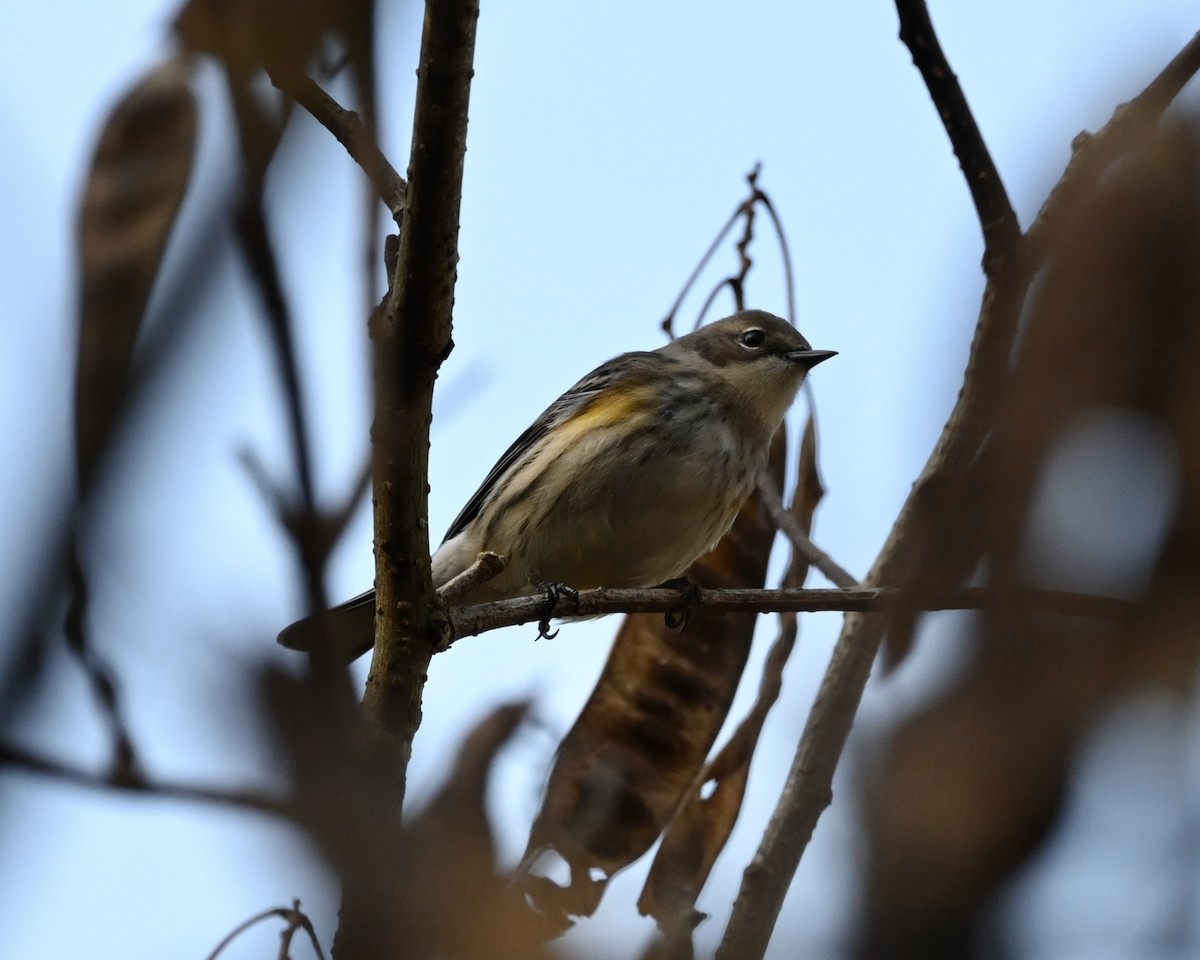 Yellow-rumped Warbler - ML501507261