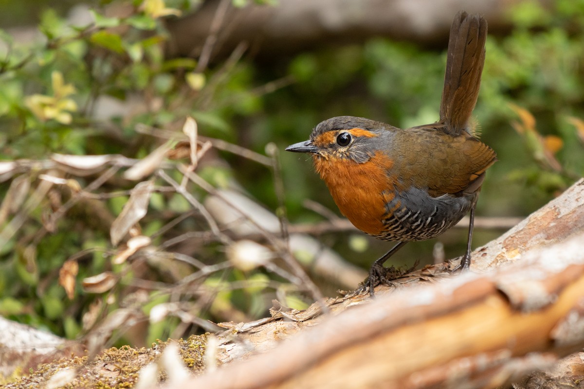 Tapaculo Chucao - ML501508211