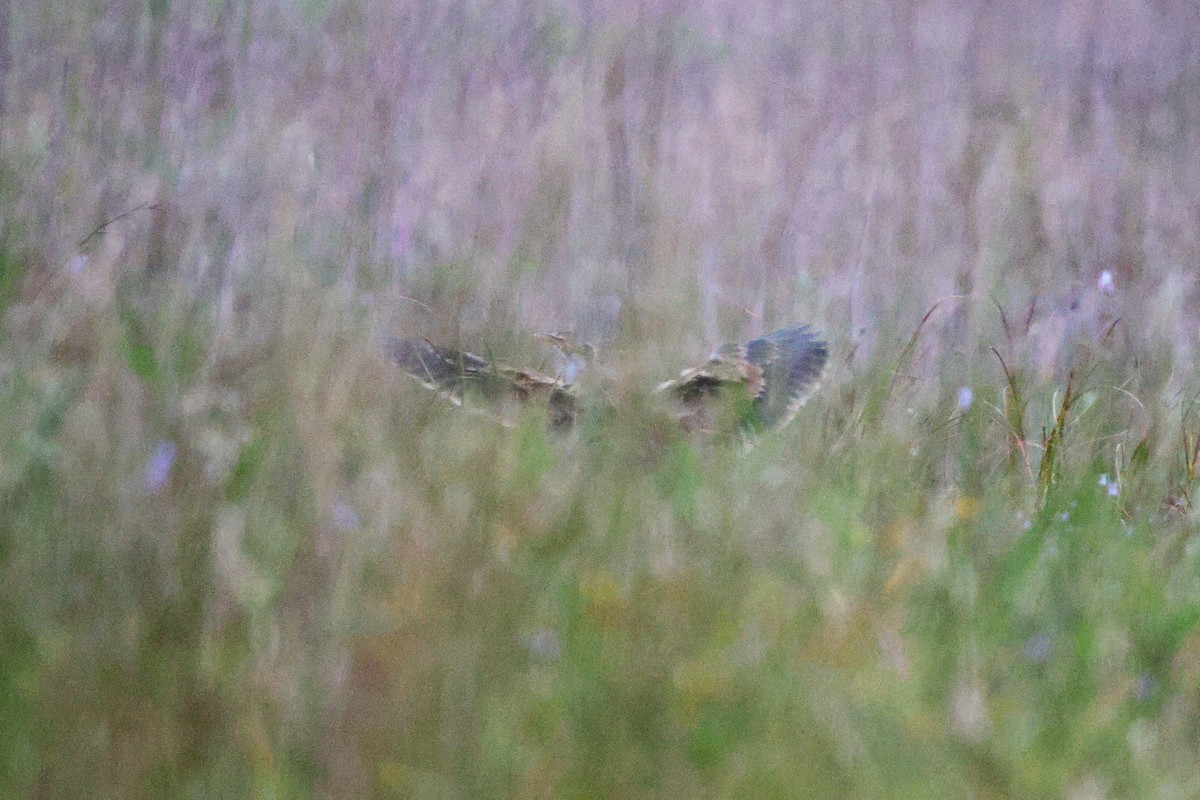 American Bittern - Tasso  Cocoves