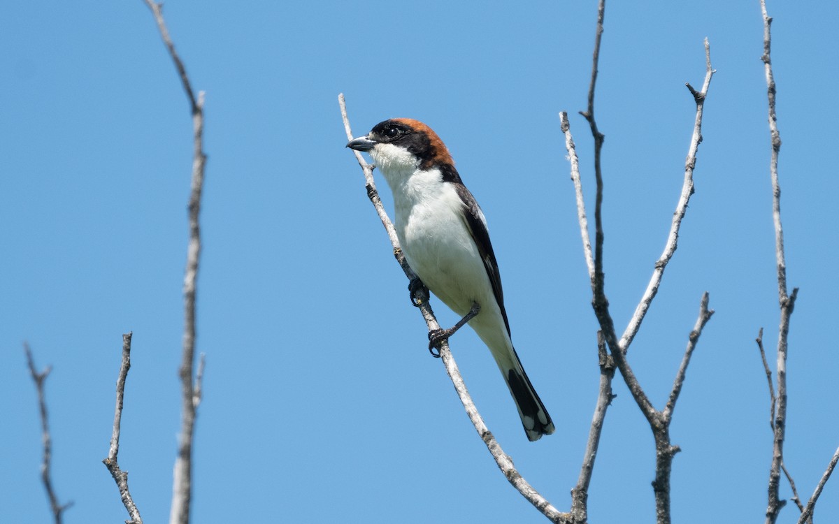 Woodchat Shrike - ML501508491