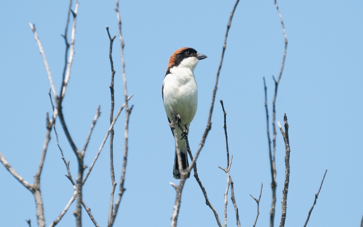 Woodchat Shrike - ML501508581
