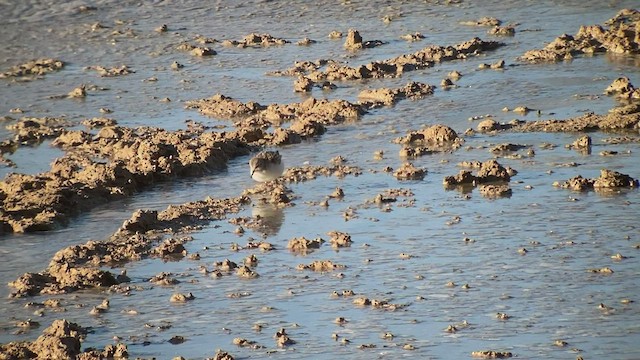 Little Stint - ML501509031